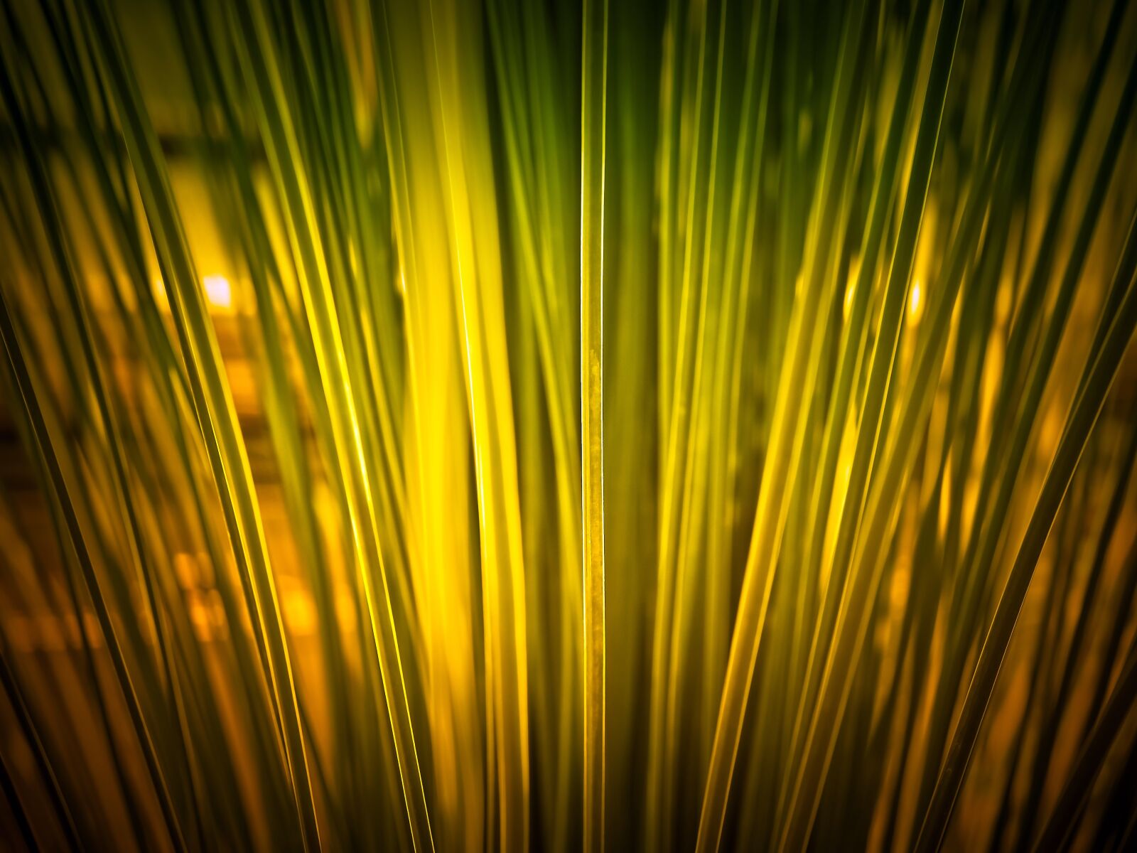 Olympus OM-D E-M10 sample photo. Elephant grass, grass, bamboo photography