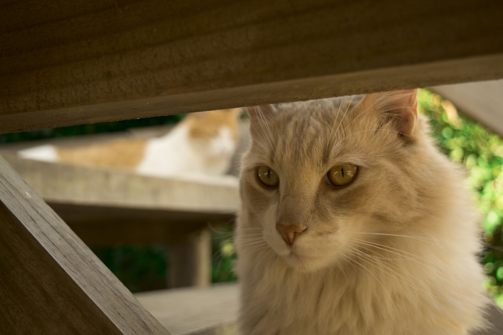 Nikon D5300 sample photo. Cat, cat eyes, pet photography