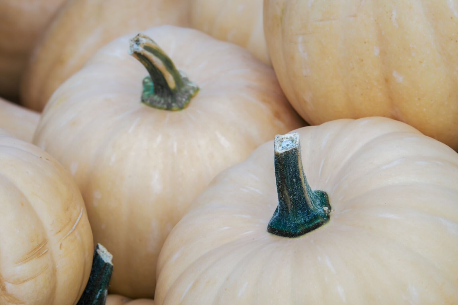 Fujifilm XF 55-200mm F3.5-4.8 R LM OIS sample photo. Pumpkin, garden pumpkin, trombolina photography