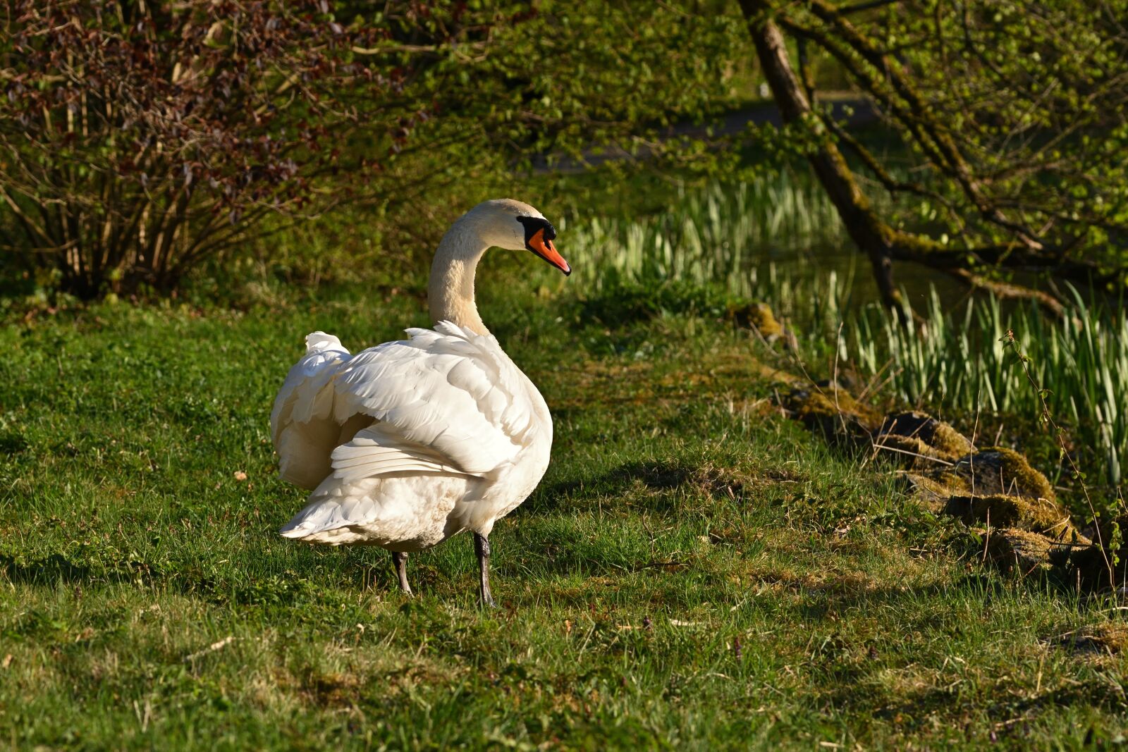 Nikon D5200 sample photo. Nature, swan, park lake photography