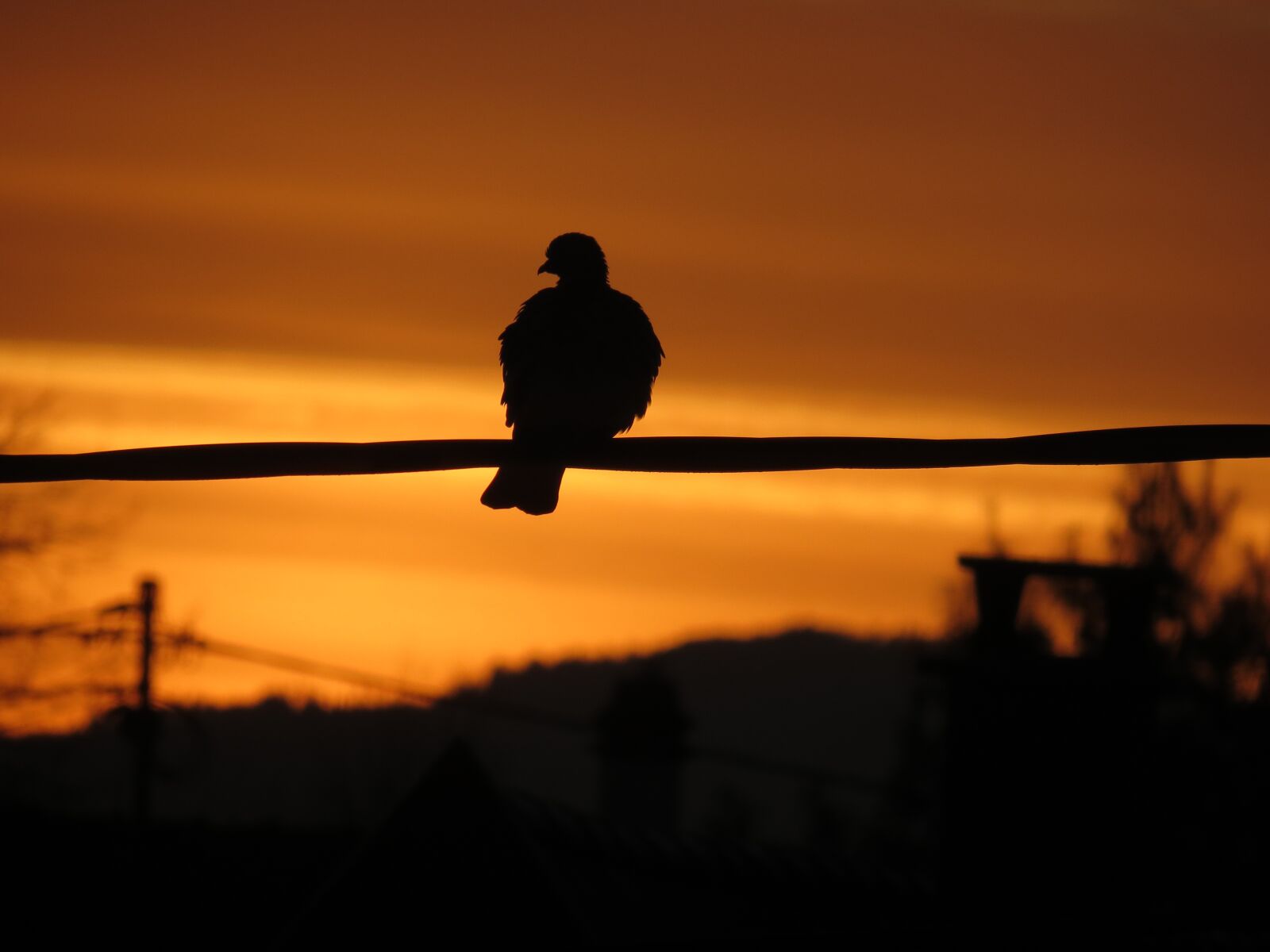 Canon PowerShot SX40 HS sample photo. Bird, wire, sunset photography