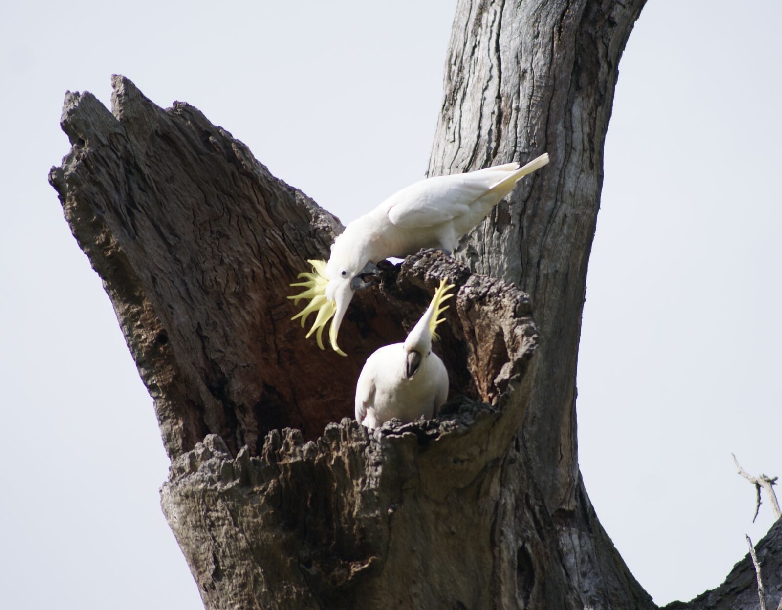 Sony Alpha DSLR-A200 sample photo. Cockatoo, parrot, native australian photography