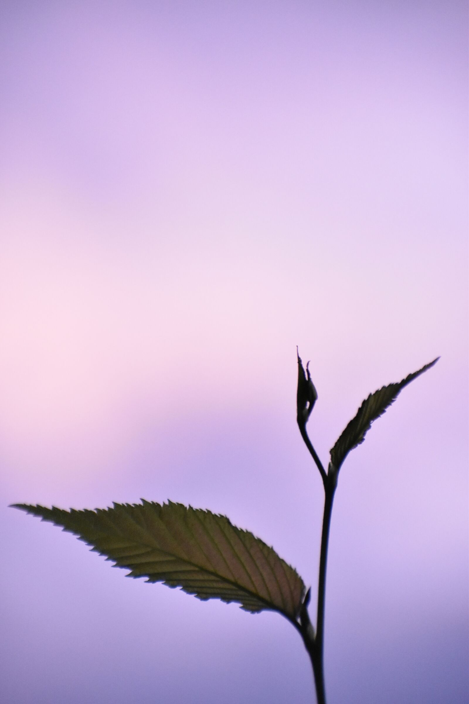 Nikon D5600 sample photo. Plant, spring, nature photography