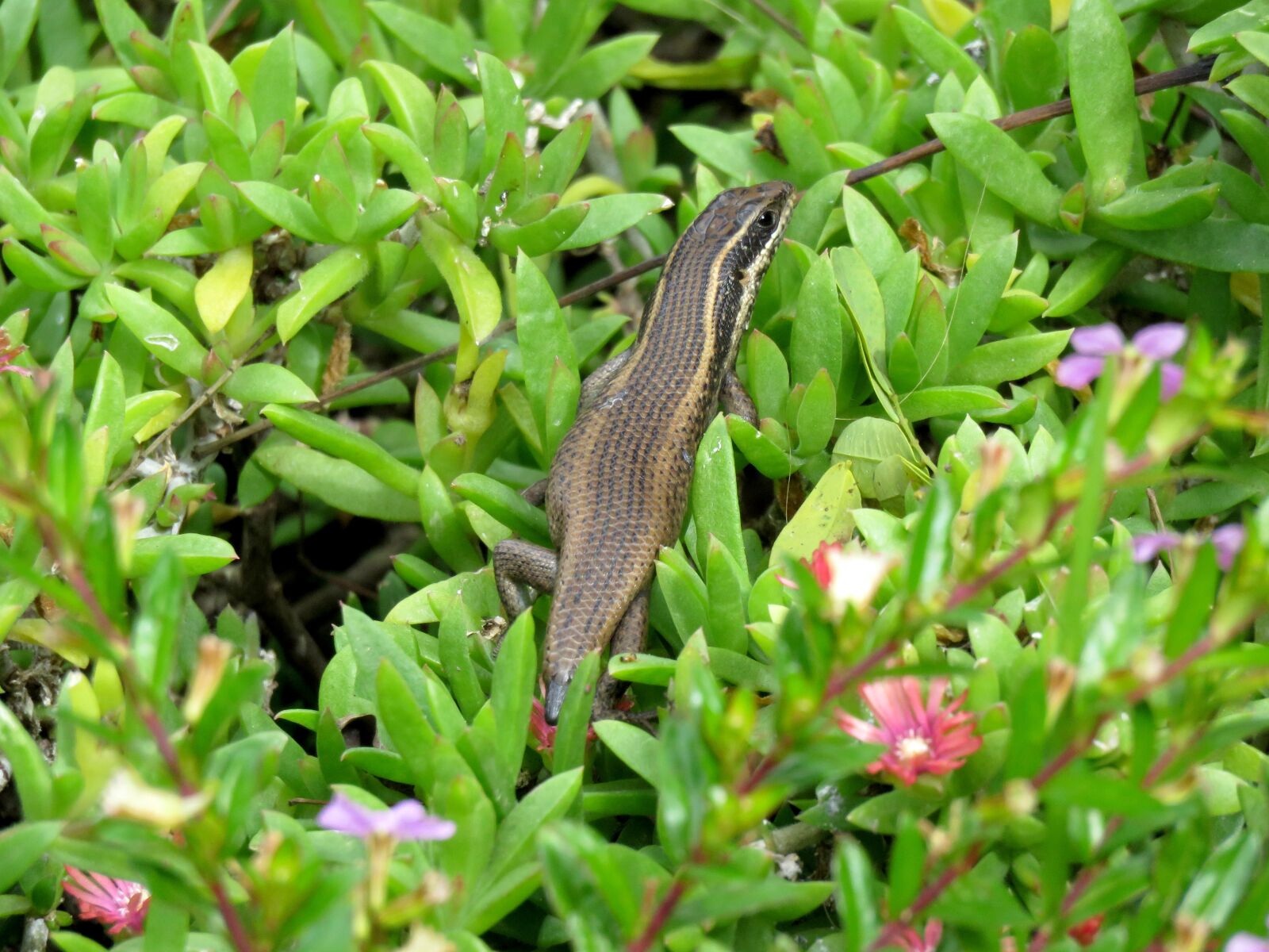 Canon PowerShot SX60 HS sample photo. Lizard, brown lizard, garden photography
