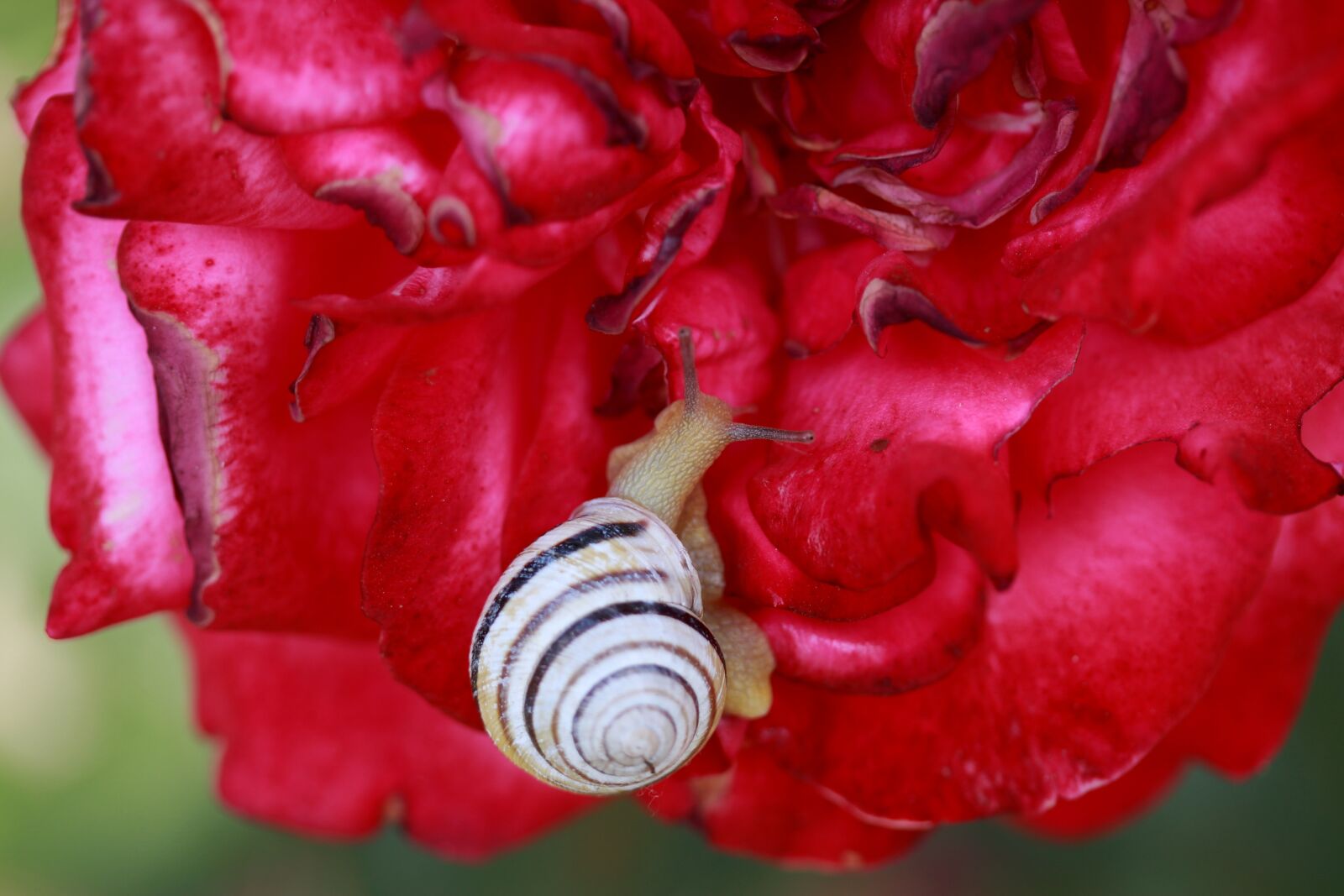 Canon EF-S 60mm F2.8 Macro USM sample photo. Snail, shell, rose photography