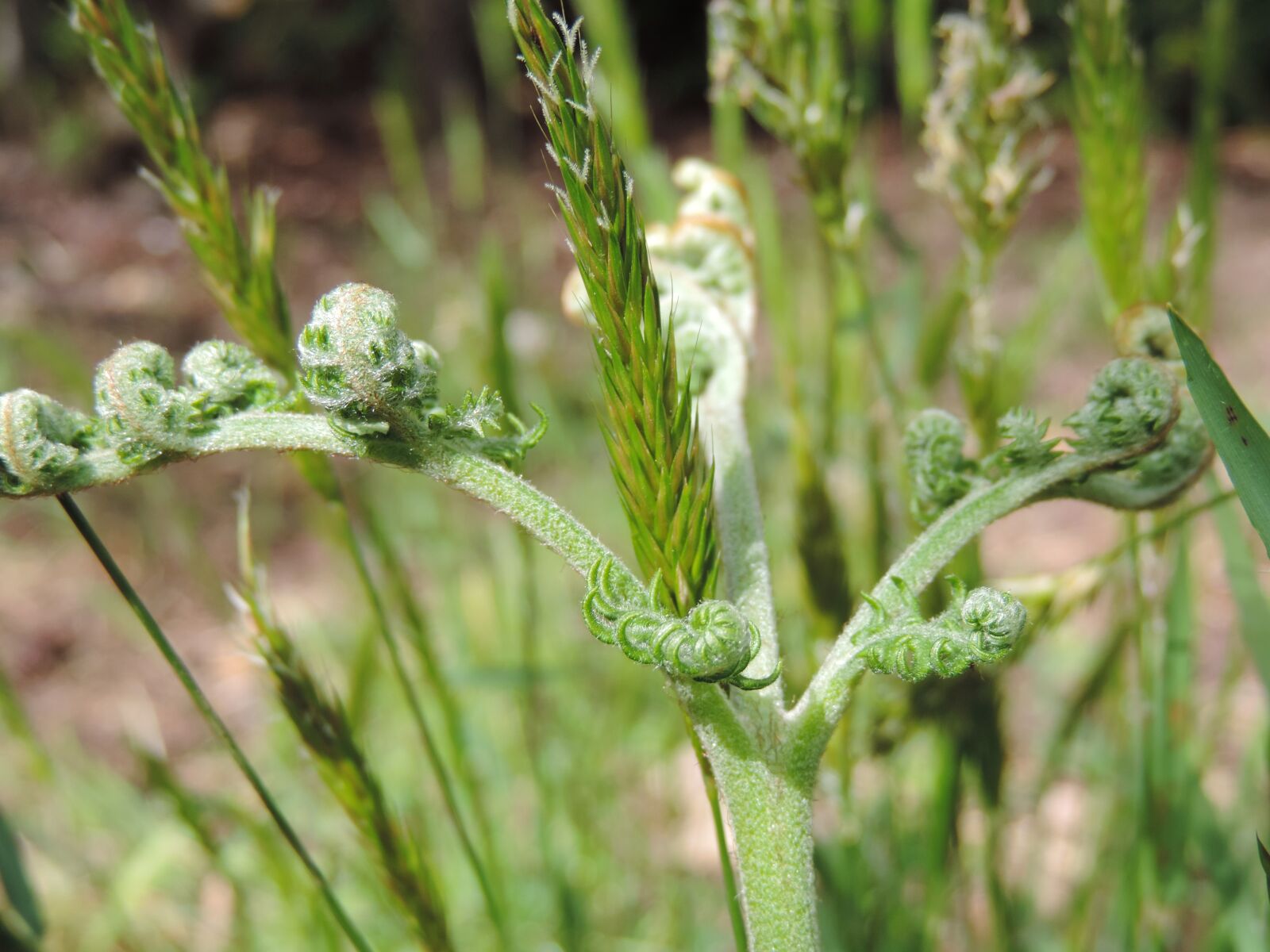 Nikon Coolpix P520 sample photo. Grass, fern, wild photography