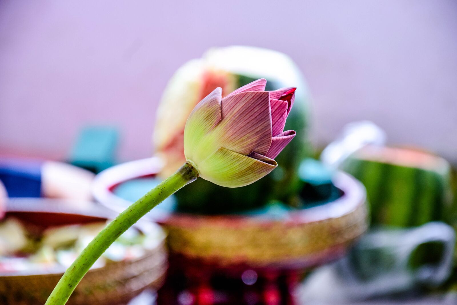 Nikon D3300 sample photo. Lotus, nature photography