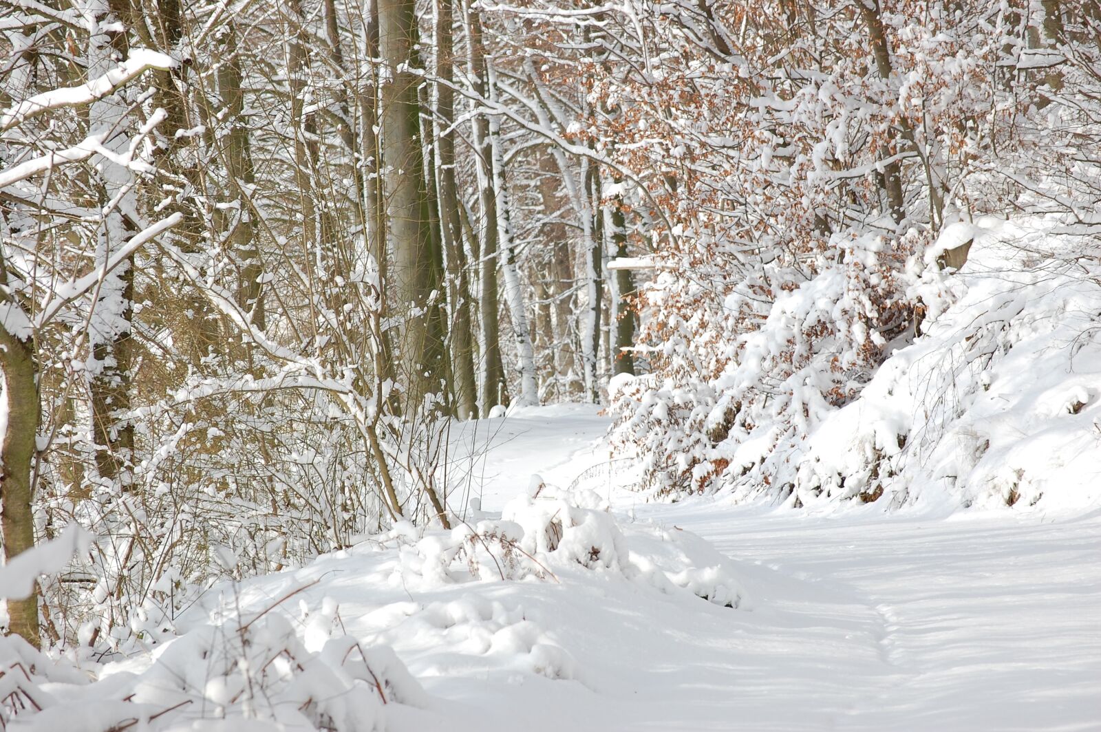 Nikon D40 sample photo. Forest, forest path, snow photography