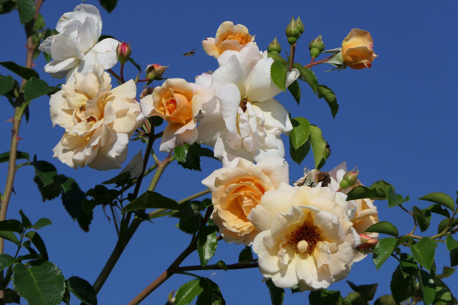 Panasonic Lumix DMC-FZ2500 (Lumix DMC-FZ2000) sample photo. Roses, flowers, close up photography