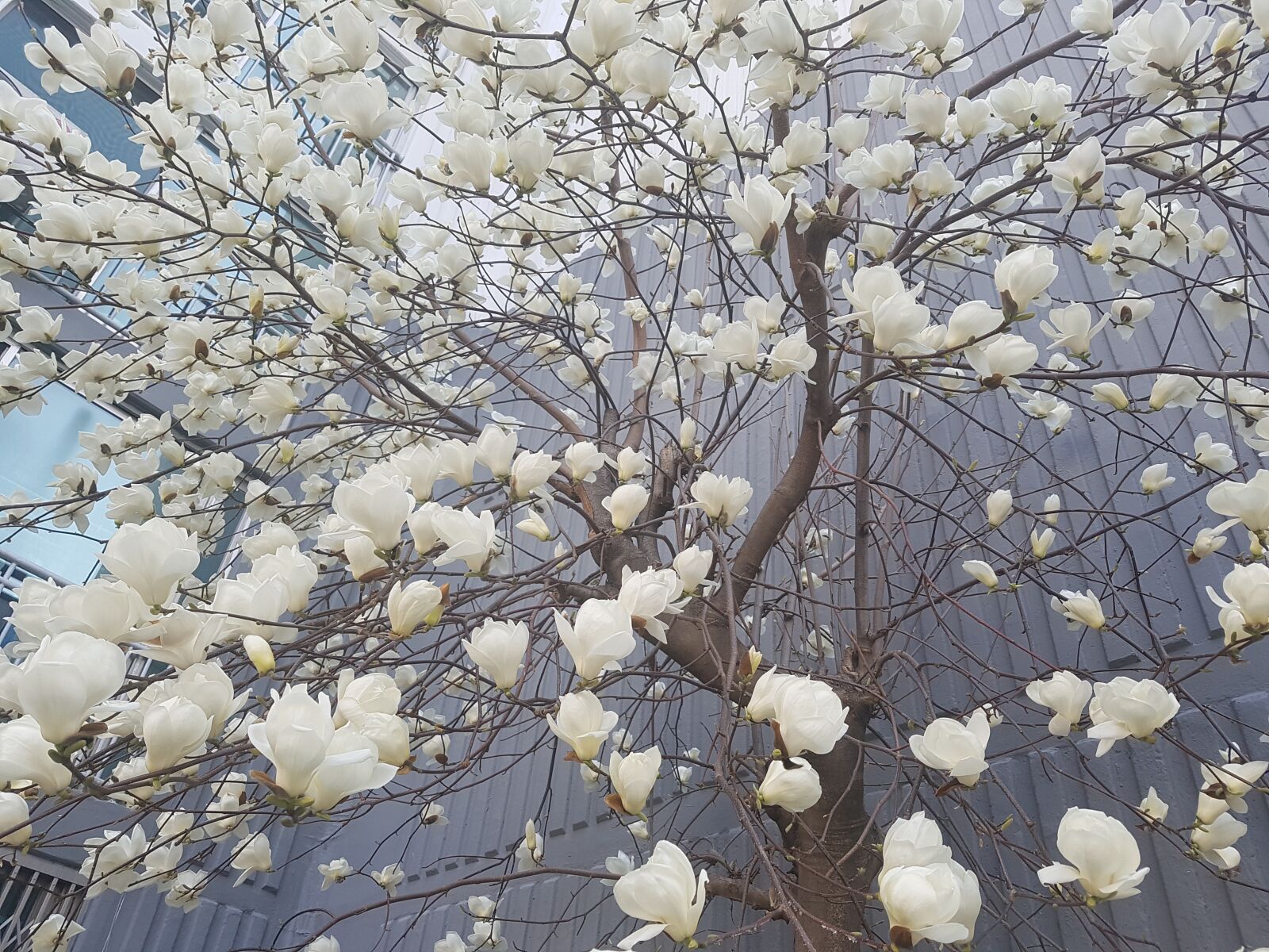 Samsung Galaxy S7 sample photo. Magnoliengewaechs, spring, flowers photography
