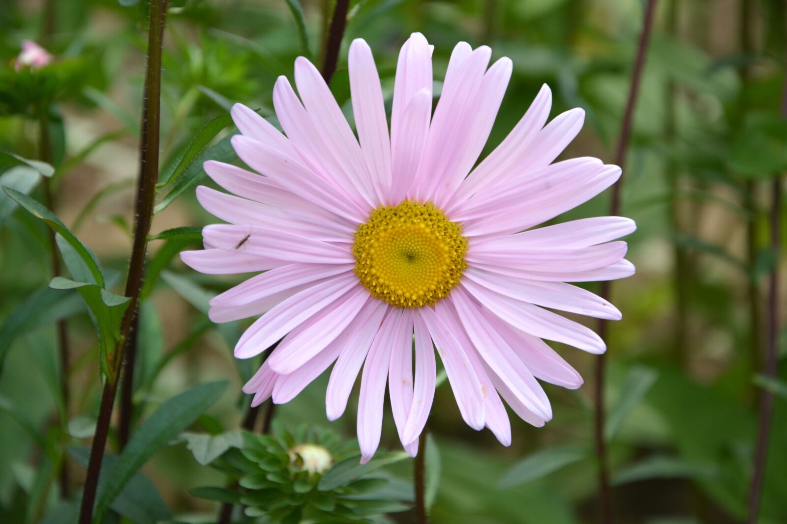 Nikon D5200 sample photo. Flower, daisy pale pink photography