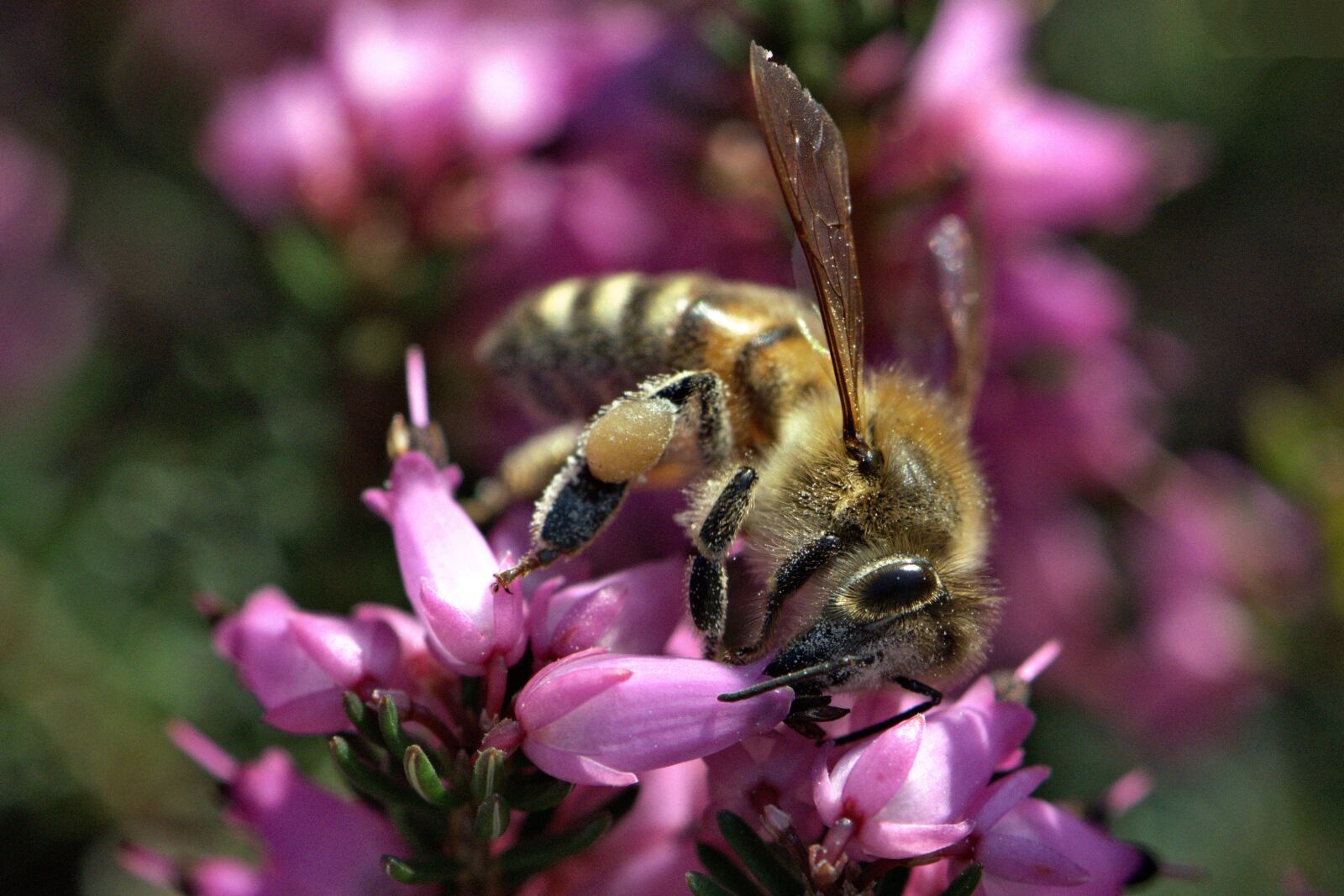 Nikon D5600 sample photo. Bee, honey bee, insect photography