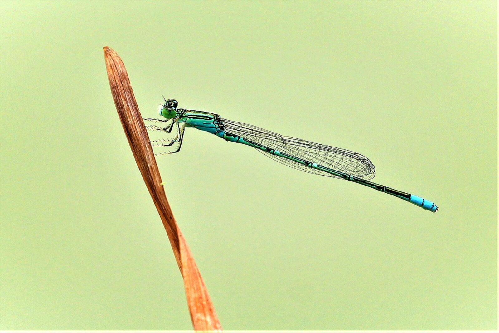 Canon EOS 60D sample photo. Dragonfly, wing, insects photography