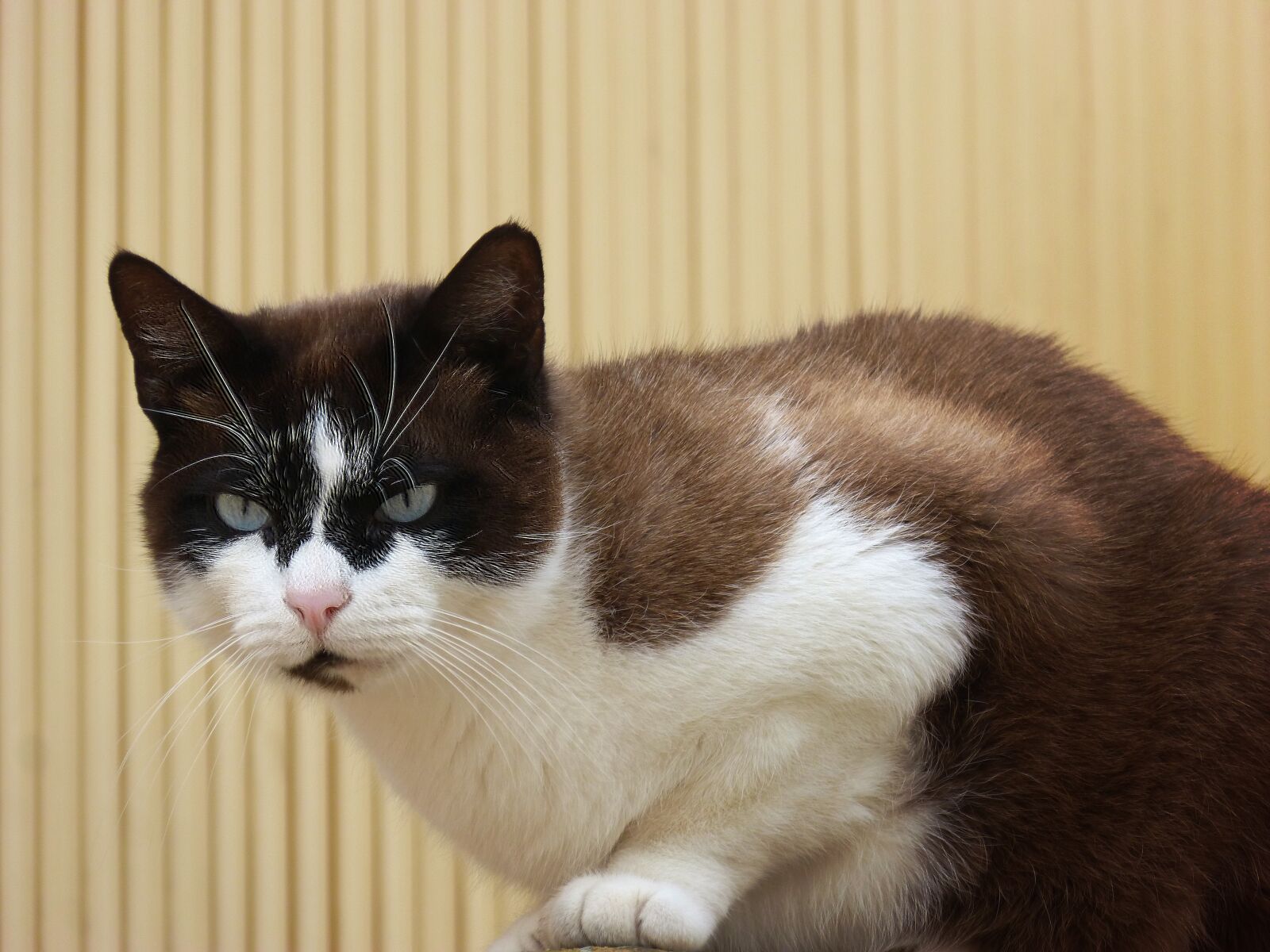 Panasonic DMC-FZ62 sample photo. Nice, cat, animalia photography