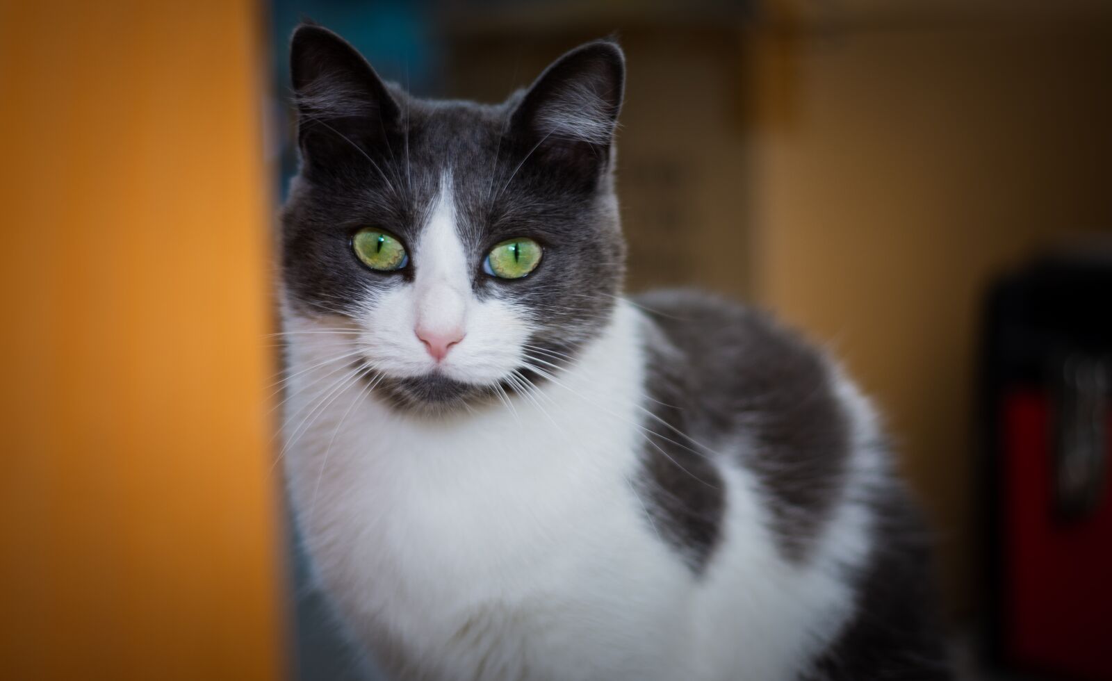 Nikon D7200 sample photo. Cat, look, feline photography