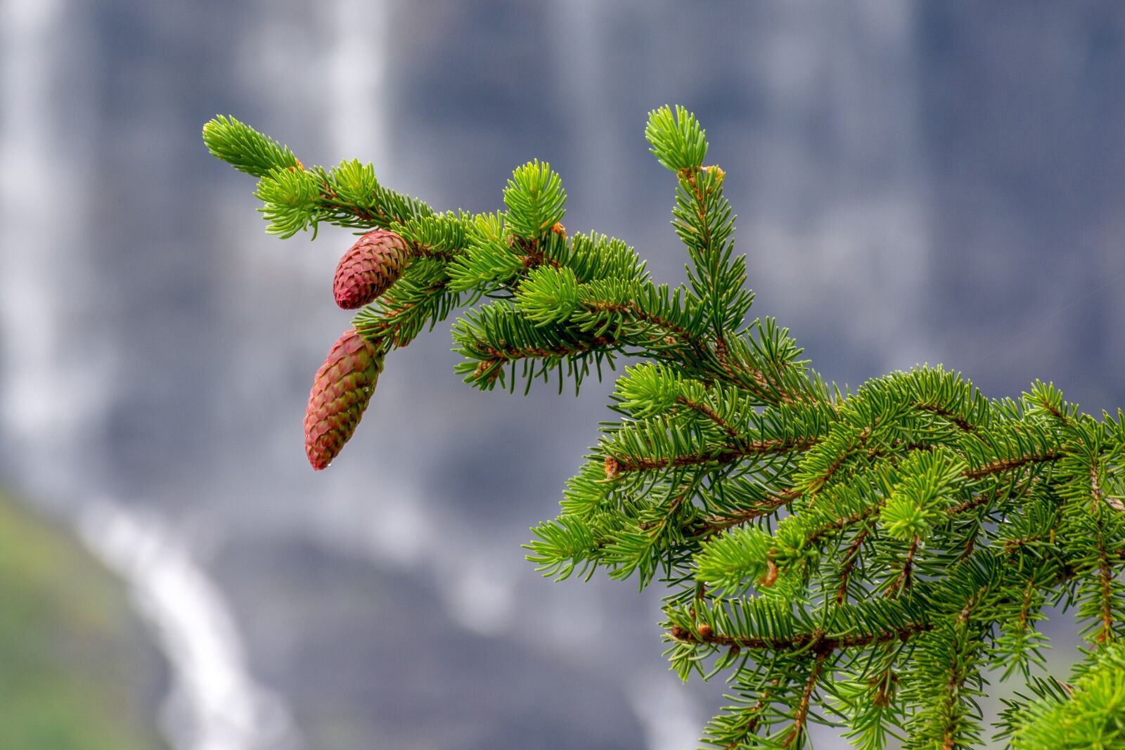 Nikon D7200 sample photo. Fir tree, nature, landscape photography