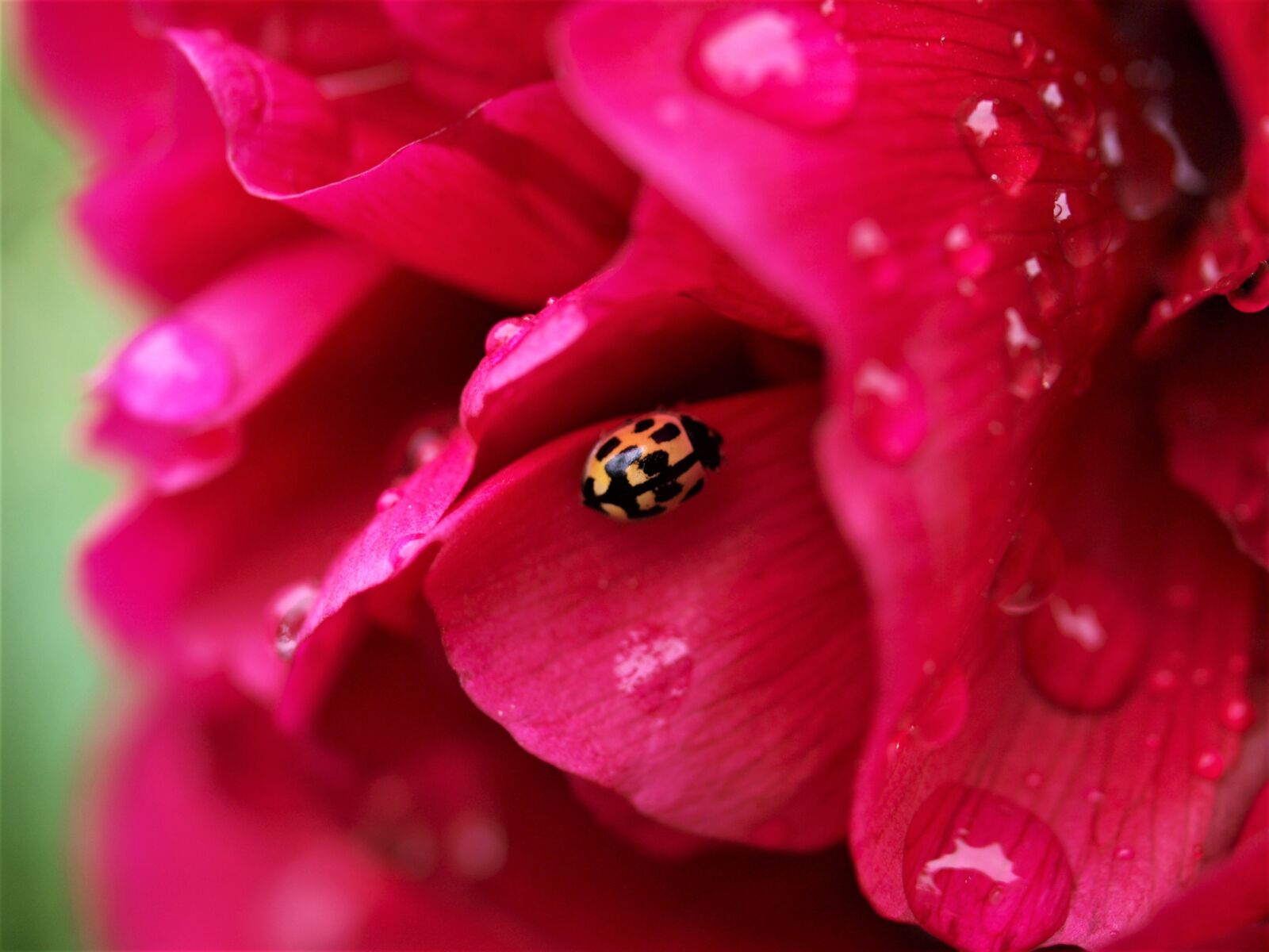 Olympus E-520 (EVOLT E-520) sample photo. Flower, bloom, insect photography