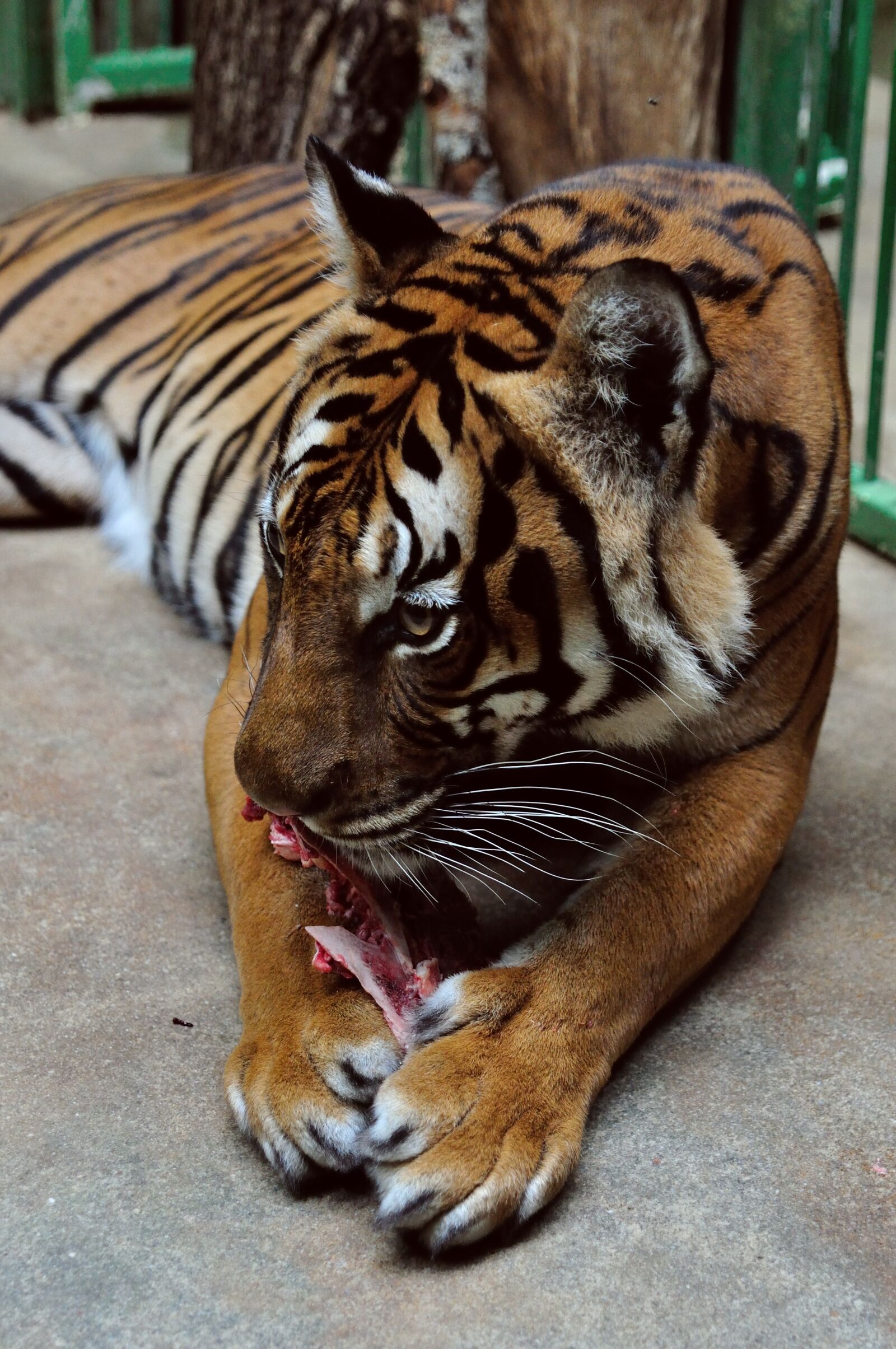 Nikon D90 sample photo. Tiger, zoo, predator photography