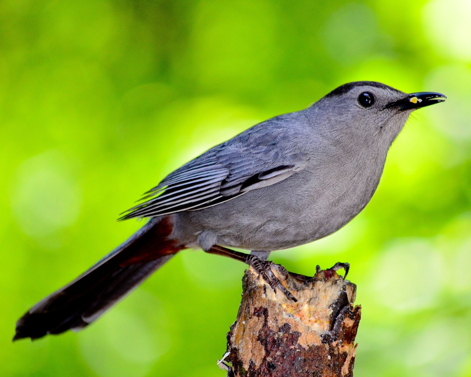 Nikon D5100 sample photo. Bird, nature, outdoors photography