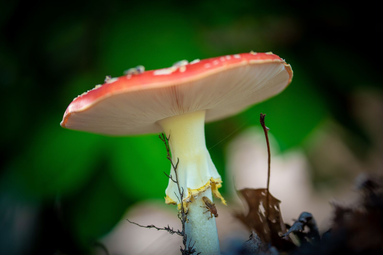 Nikon D750 sample photo. Mushroom, nature, red with photography