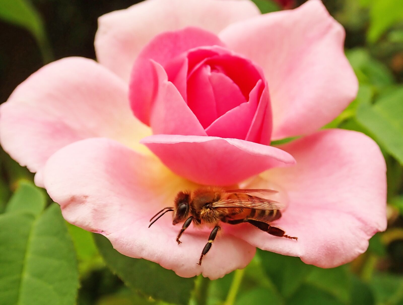 Olympus TG-5 sample photo. Flower, pink, rose photography