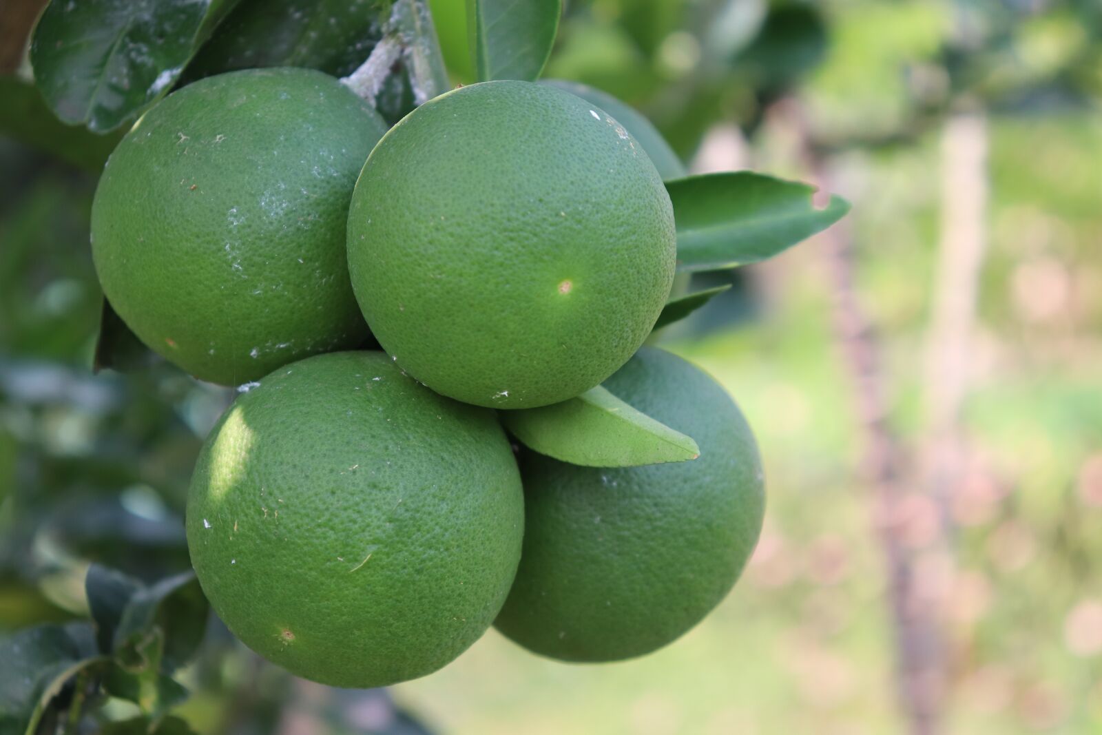 Canon EOS 200D (EOS Rebel SL2 / EOS Kiss X9) sample photo. Fruit, nature, lemon photography