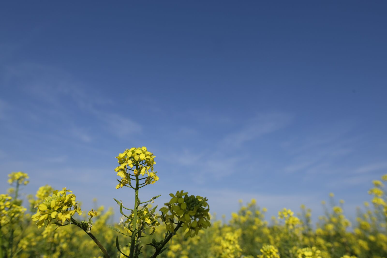 Fujifilm X-T2 + Fujifilm XF 16mm F1.4 R WR sample photo. Oilseed rape, flower, blossom photography