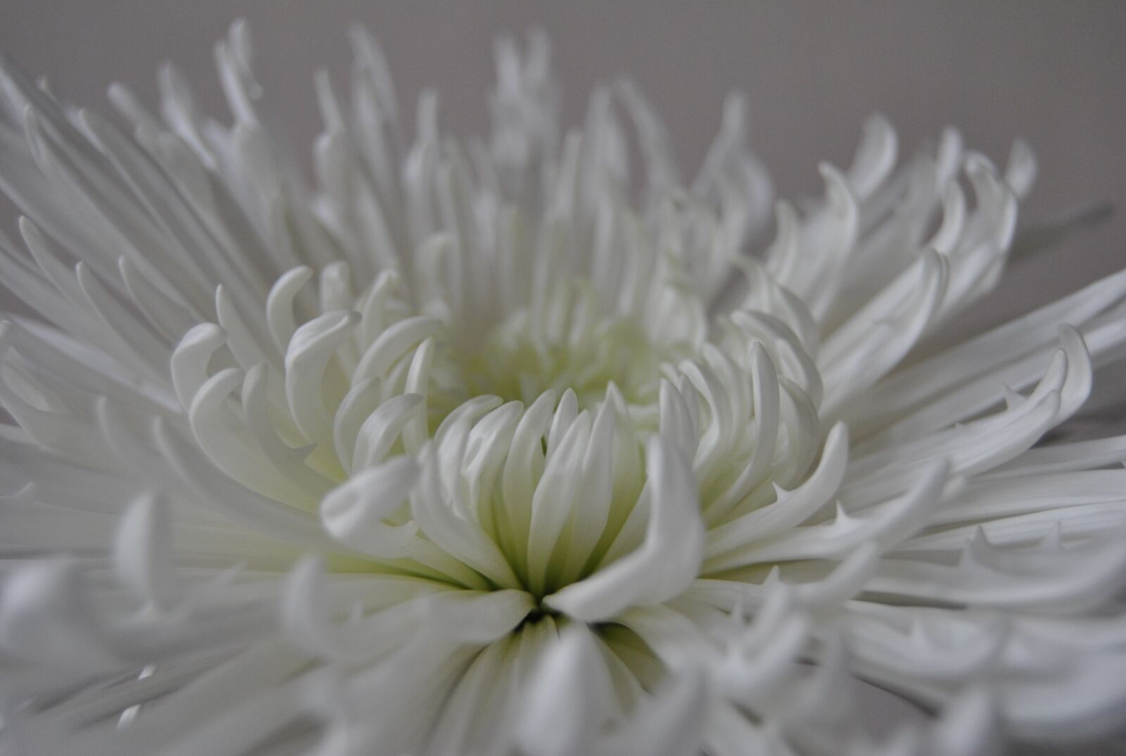 Nikon D3000 sample photo. Nature, flower, plant photography