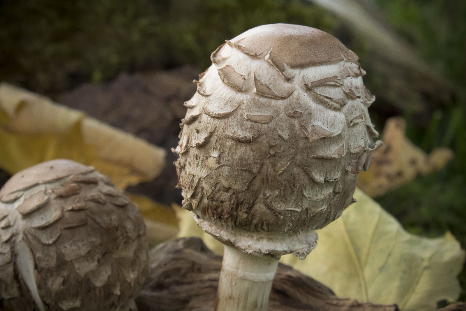 Canon EOS 1300D (EOS Rebel T6 / EOS Kiss X80) sample photo. Mushrooms, parasol mushrooms, autumn photography