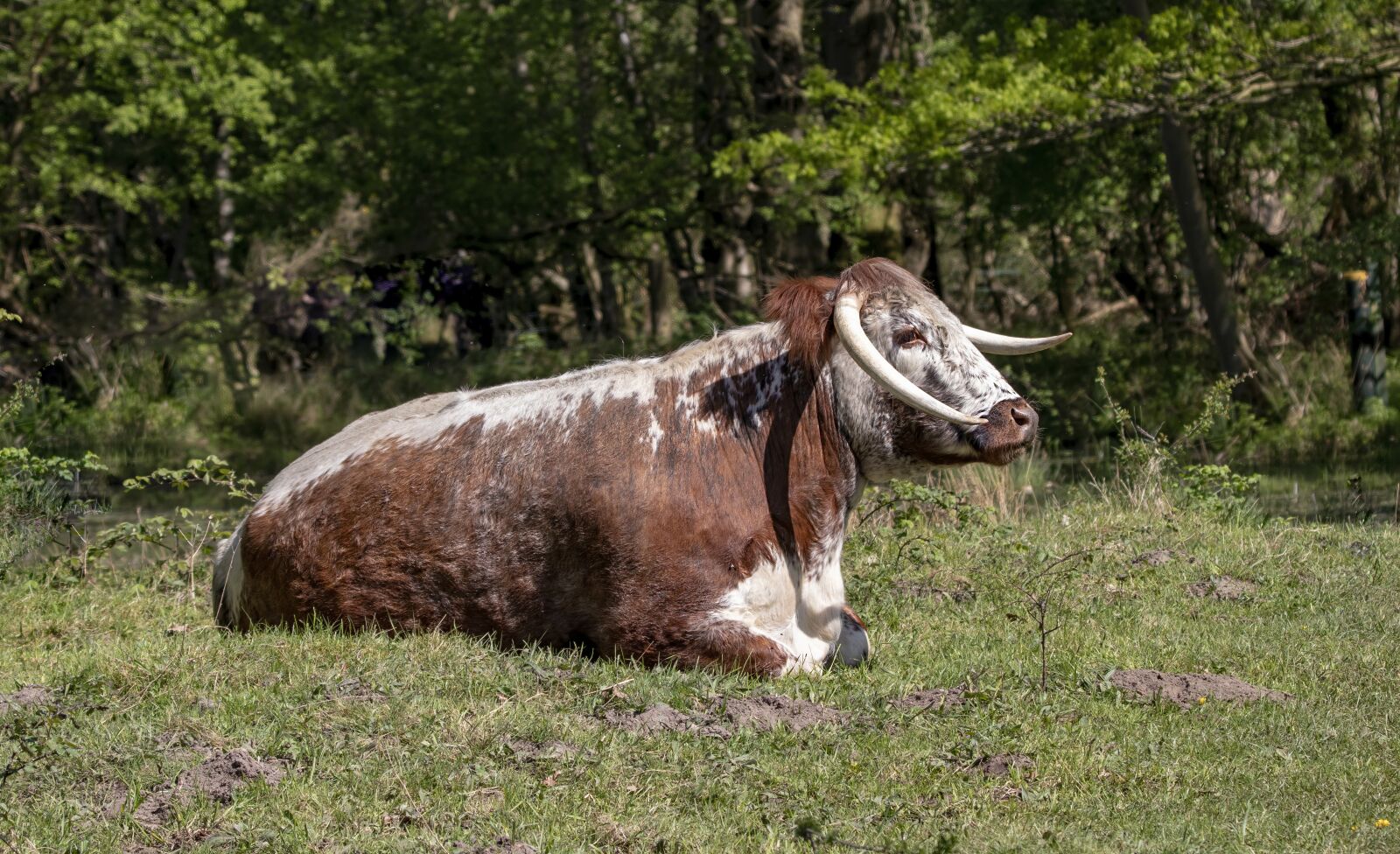 Sigma 100-400mm F5-6.3 DG OS HSM sample photo. Cattle, longhorn, horns photography