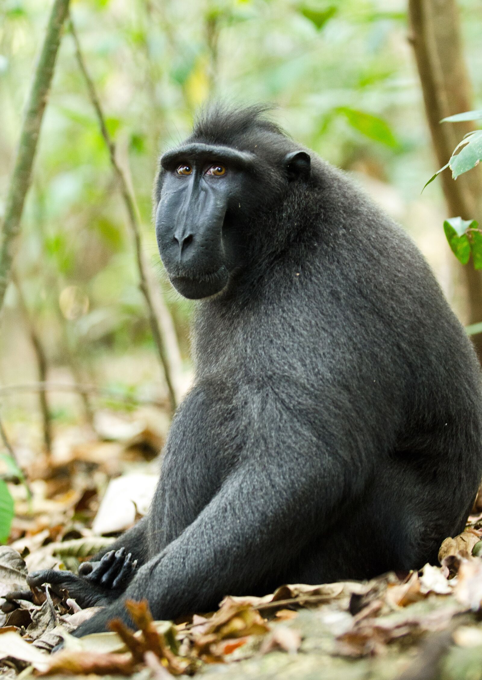 Nikon D7000 sample photo. Monkey, primate, ape photography