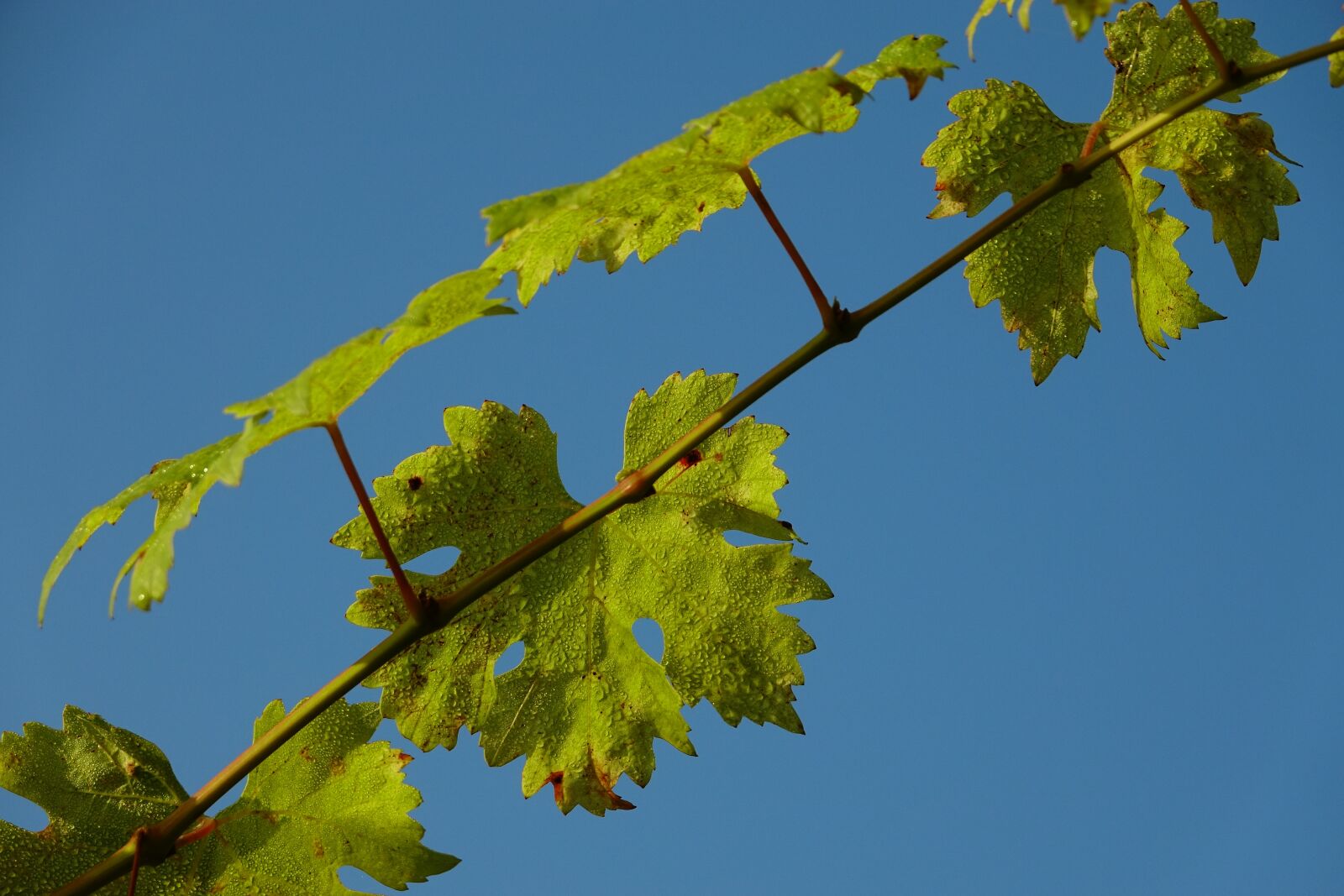Sony Cyber-shot DSC-RX10 III sample photo. Leaf, plant, growth photography