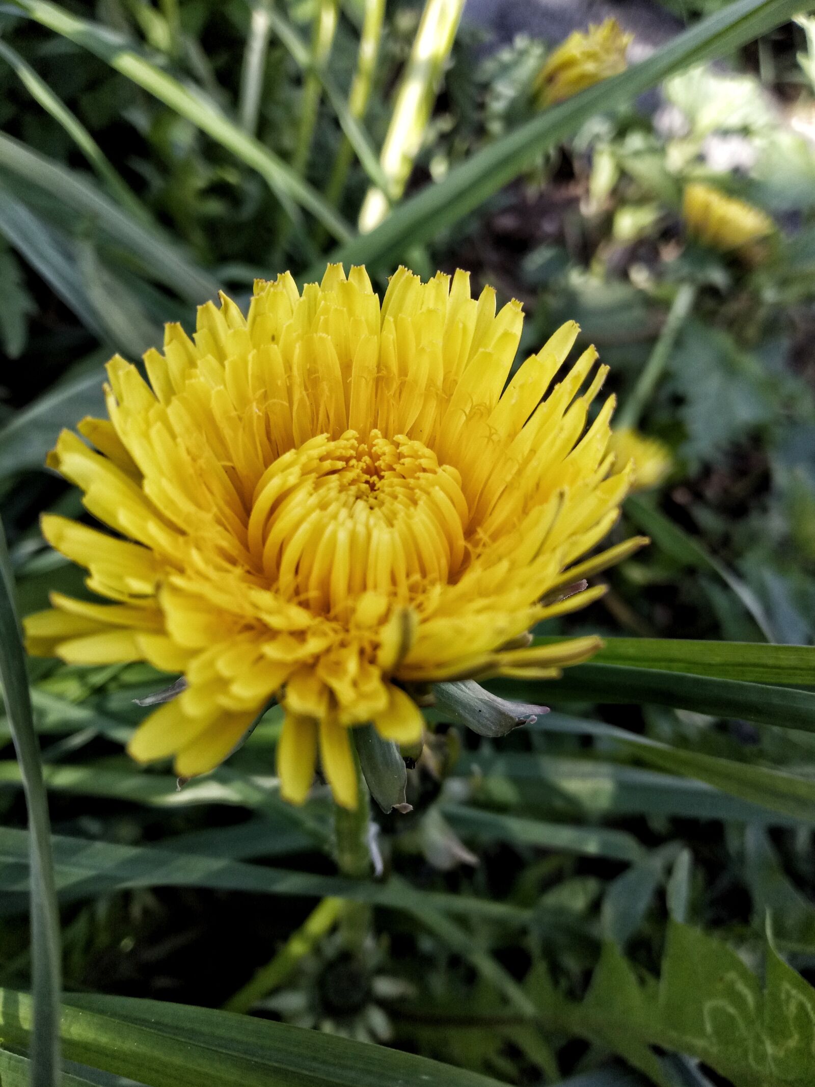 HUAWEI honor 6C Pro sample photo. Dandelion, flower, flowers photography