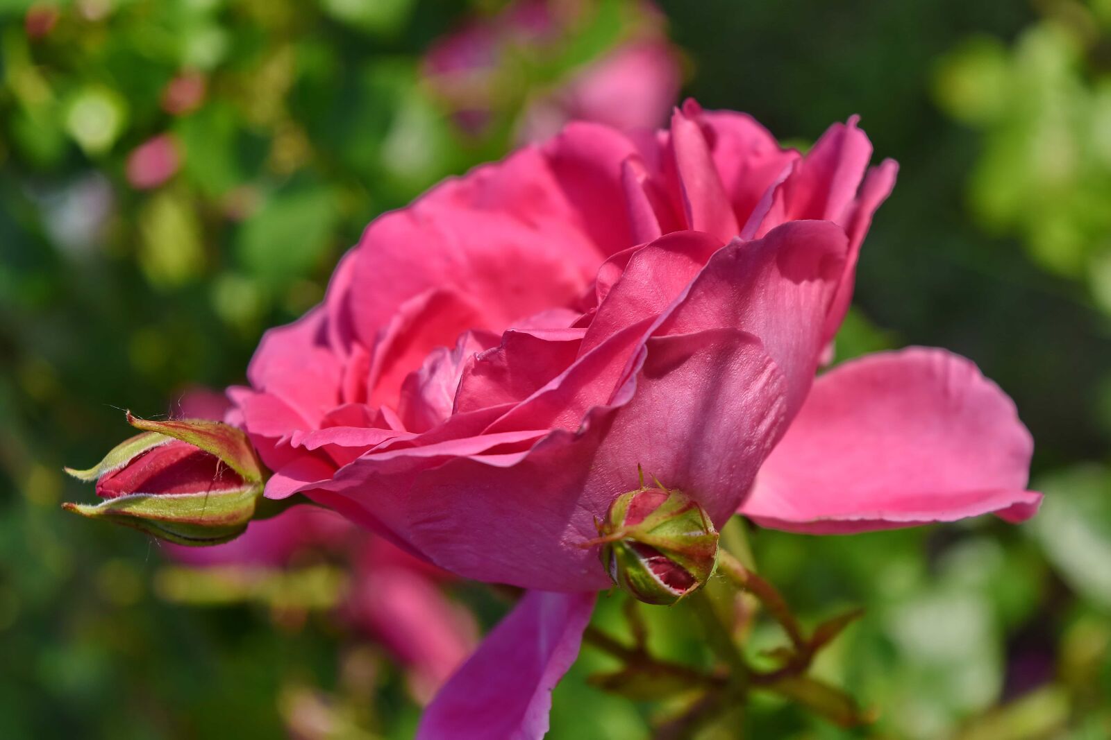 Nikon D5500 sample photo. Flower bud, flower garden photography