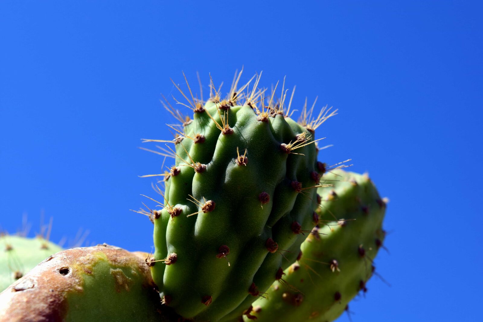 Nikon D3300 sample photo. Spike, sharp, flora, nature photography