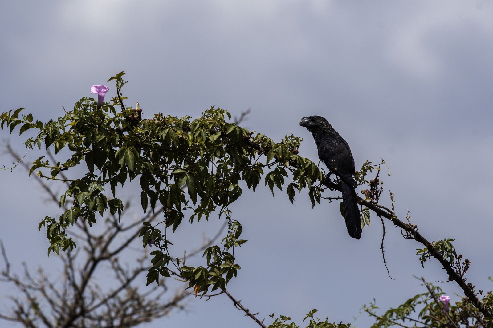 Nikon D500 sample photo. Past, flying, nature photography