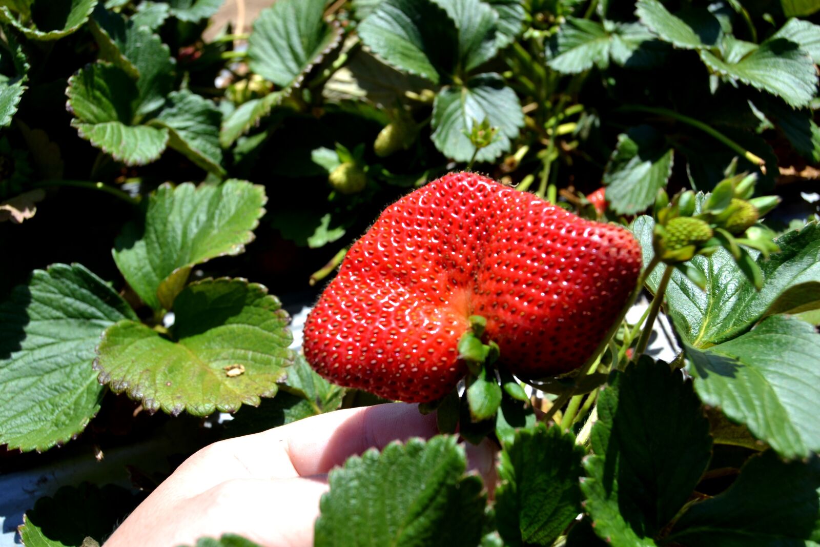 Nikon D3100 sample photo. Strawberry, fruit, healthy photography