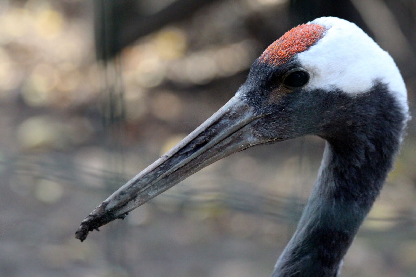 Canon EOS 650D (EOS Rebel T4i / EOS Kiss X6i) sample photo. Japanese crane, bird, living photography