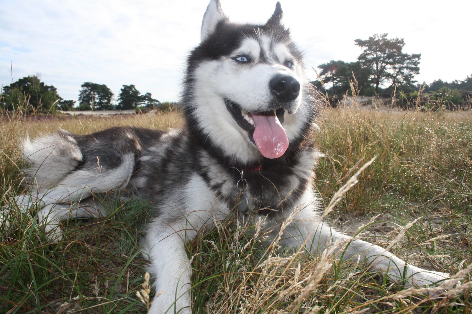 Canon EOS 1000D (EOS Digital Rebel XS / EOS Kiss F) sample photo. Husky, happy, relax photography