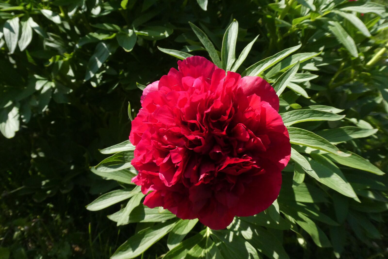 Panasonic DC-TZ91 sample photo. Flowers, peony, flower photography