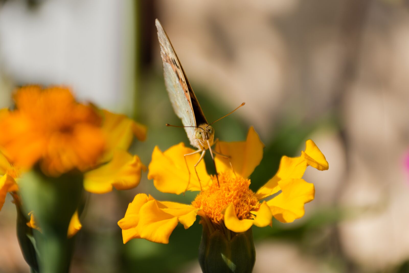 Nikon D7200 sample photo. Yellow butterfly, yellow flowers photography