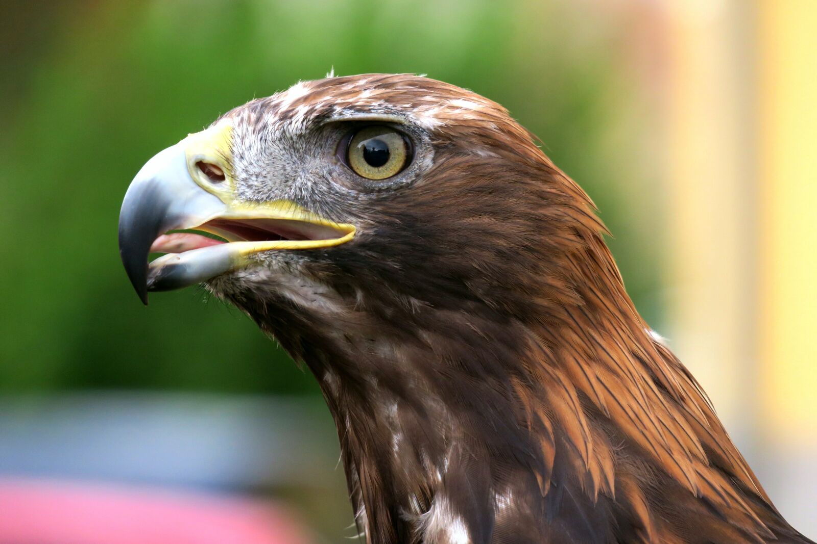 Canon PowerShot G3 X sample photo. Adler, golden eagle, raptor photography
