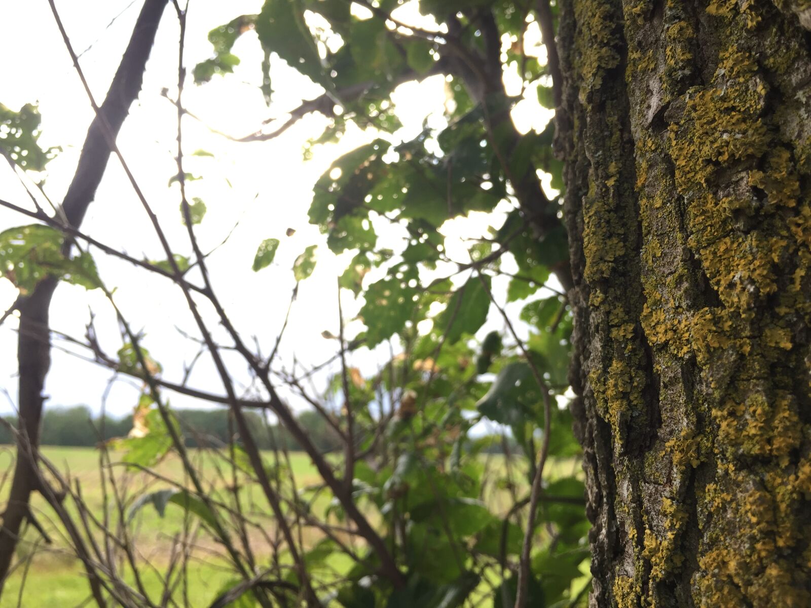 iPhone 6 back camera 4.15mm f/2.2 sample photo. Tree photography