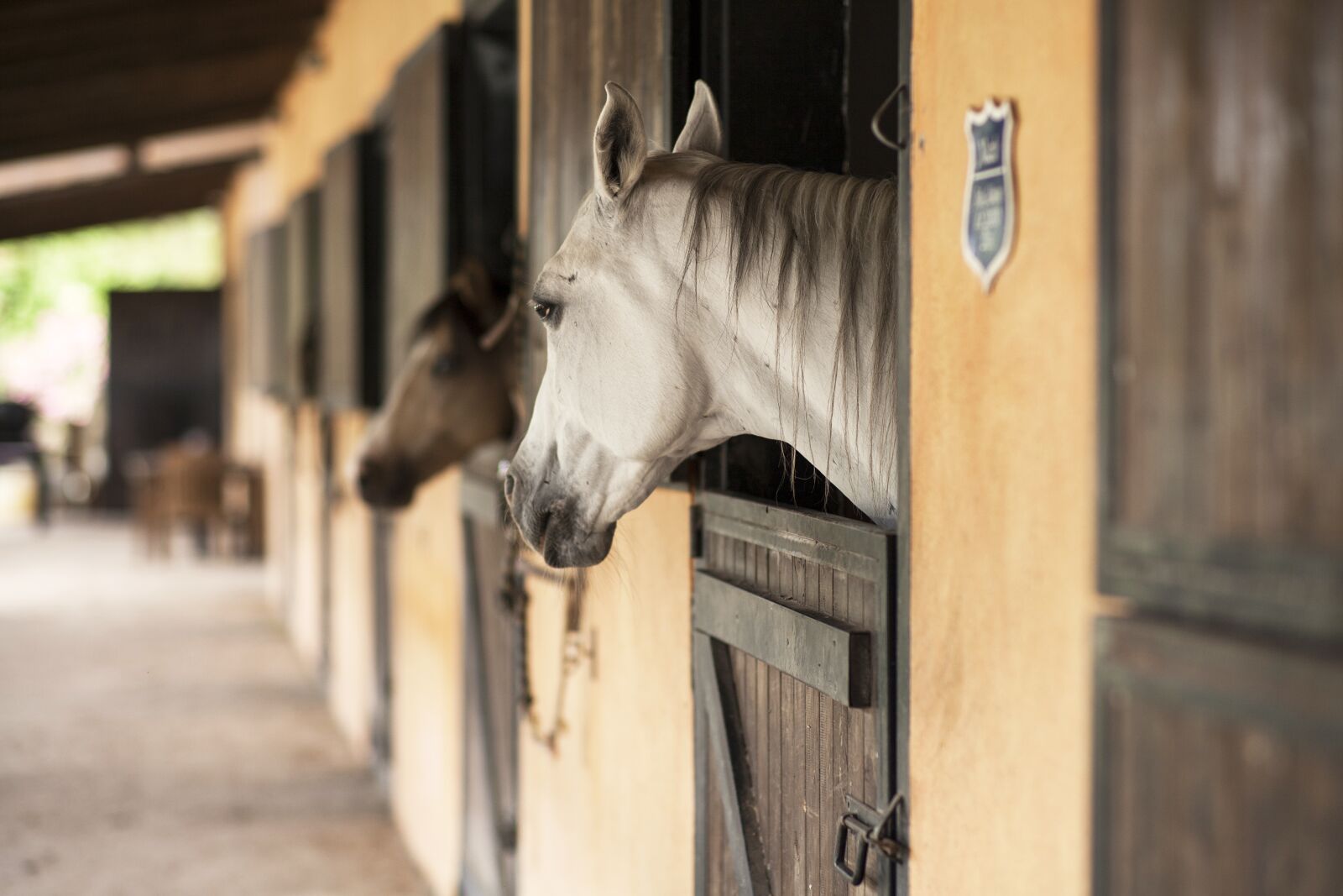 ZEISS Planar T* 85mm F1.4 sample photo. Horse, animal, portrait photography