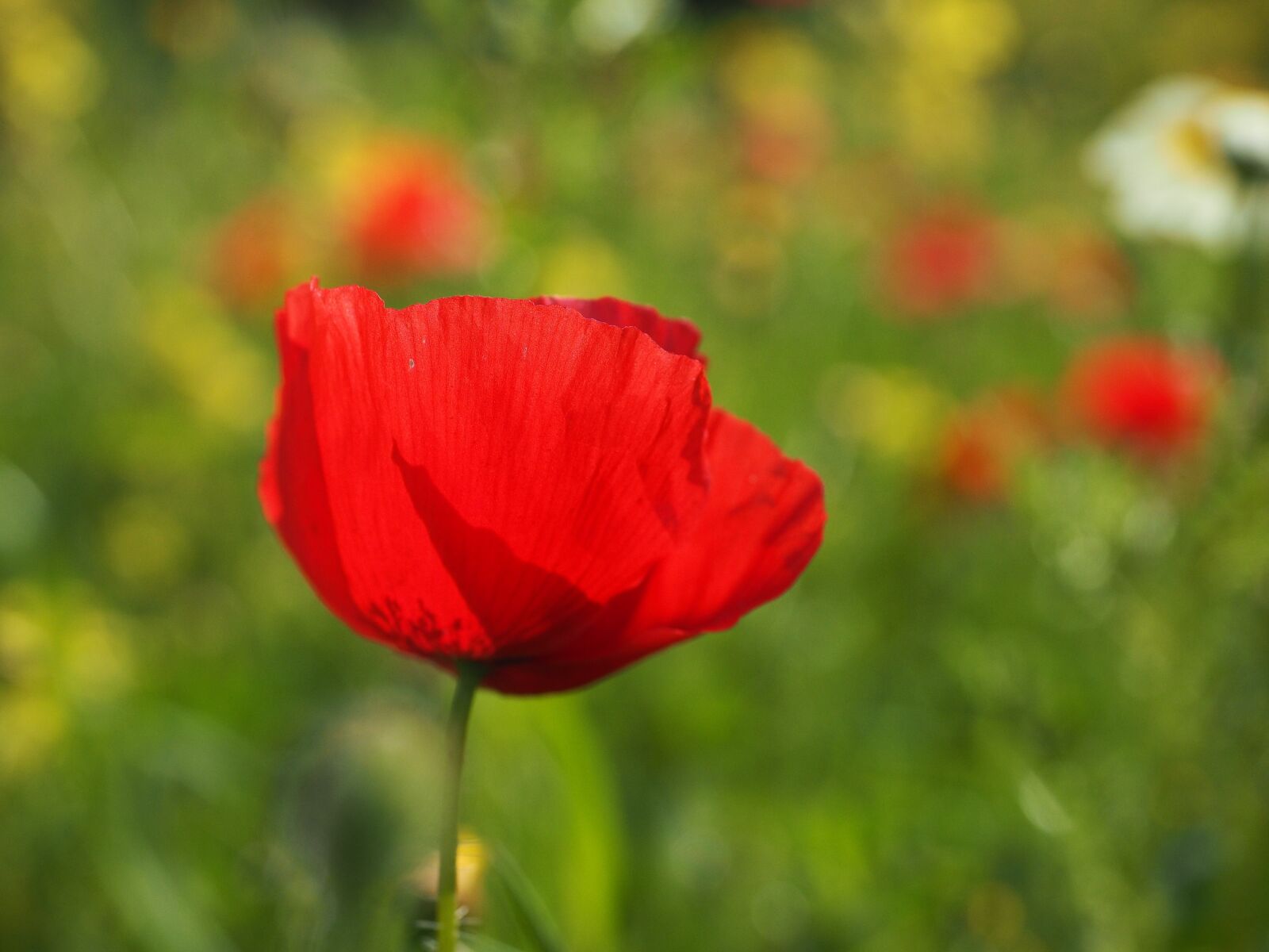 Olympus OM-D E-M1 + Olympus M.Zuiko Digital ED 12-40mm F2.8 Pro sample photo. Klatschmohn, poppy flower, poppy photography