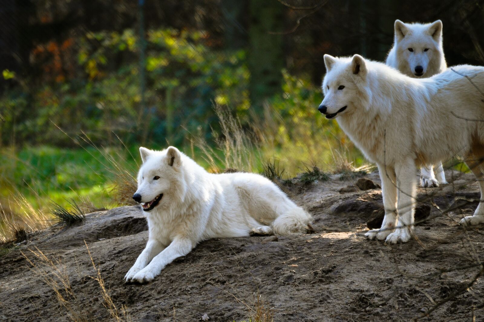 Nikon D5000 sample photo. Polarwolf, wolf, zoo photography