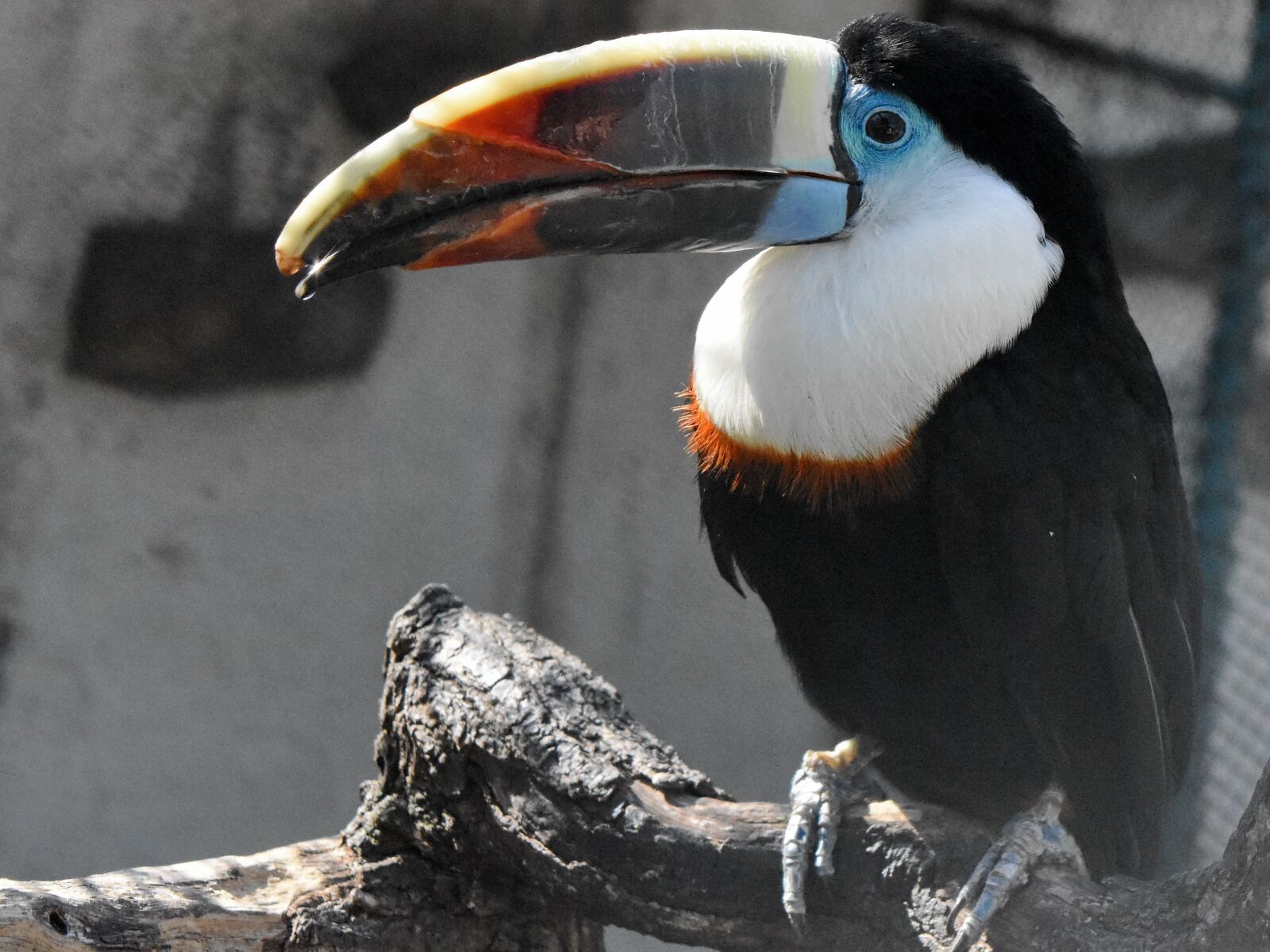 Nikon D5500 sample photo. Animal, bird, wildlife, toucan photography