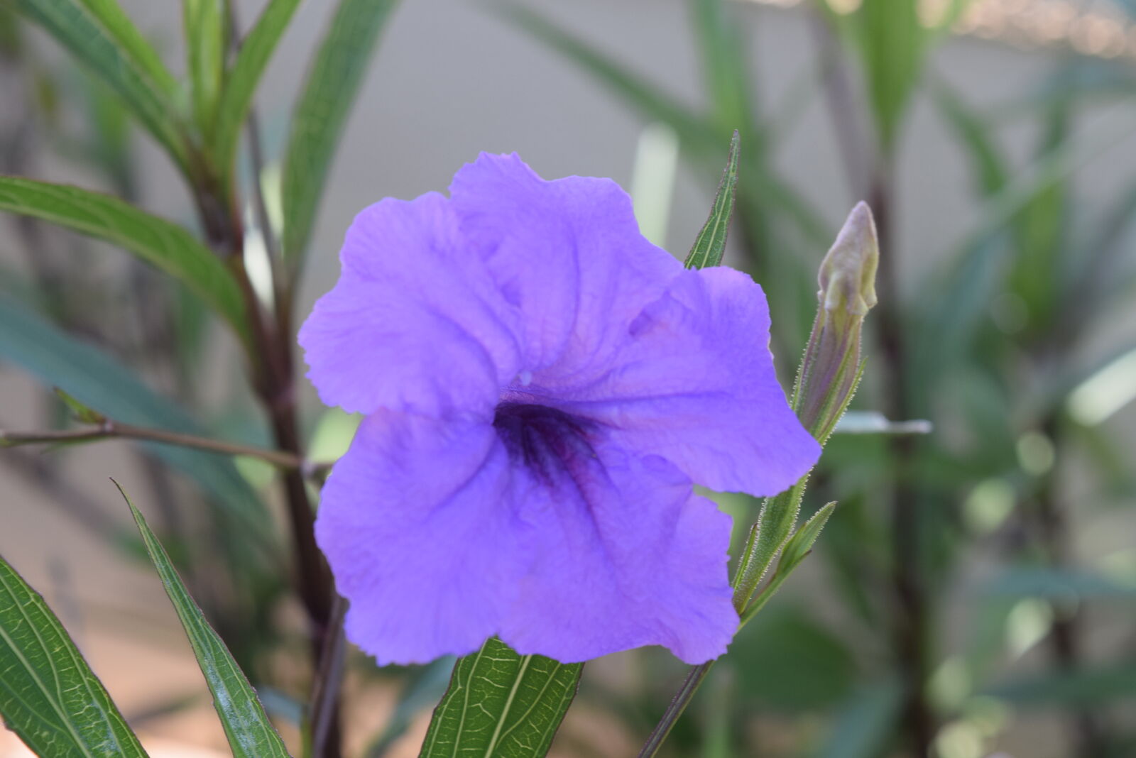 Nikon D3300 sample photo
