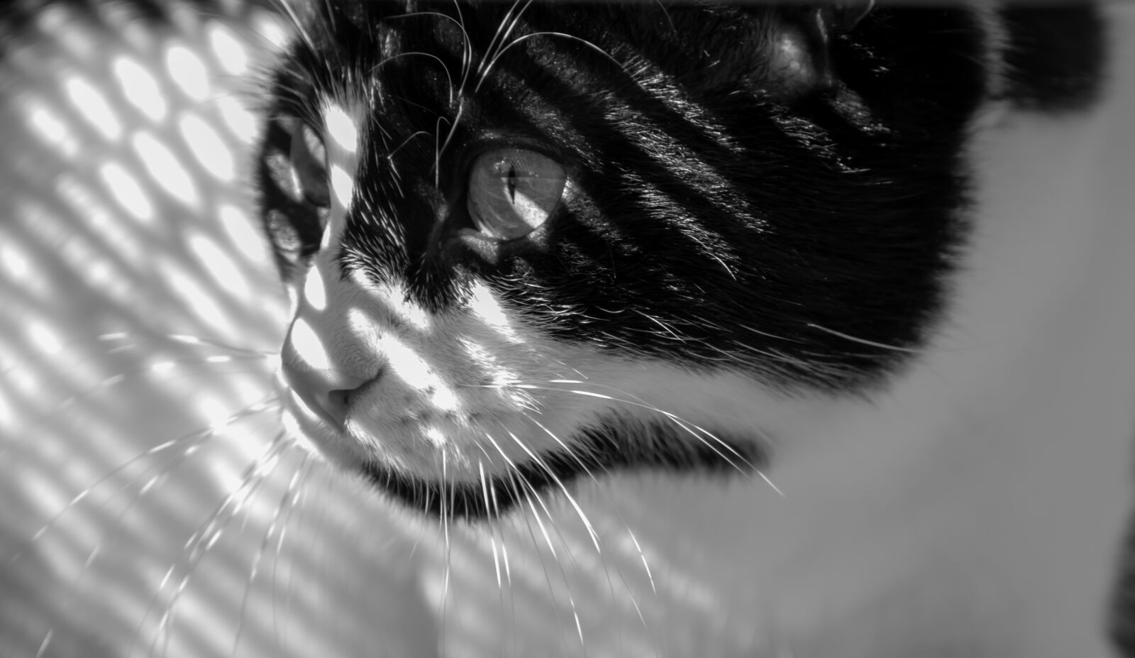 Canon EOS 200D (EOS Rebel SL2 / EOS Kiss X9) sample photo. Cat, shadow, light photography