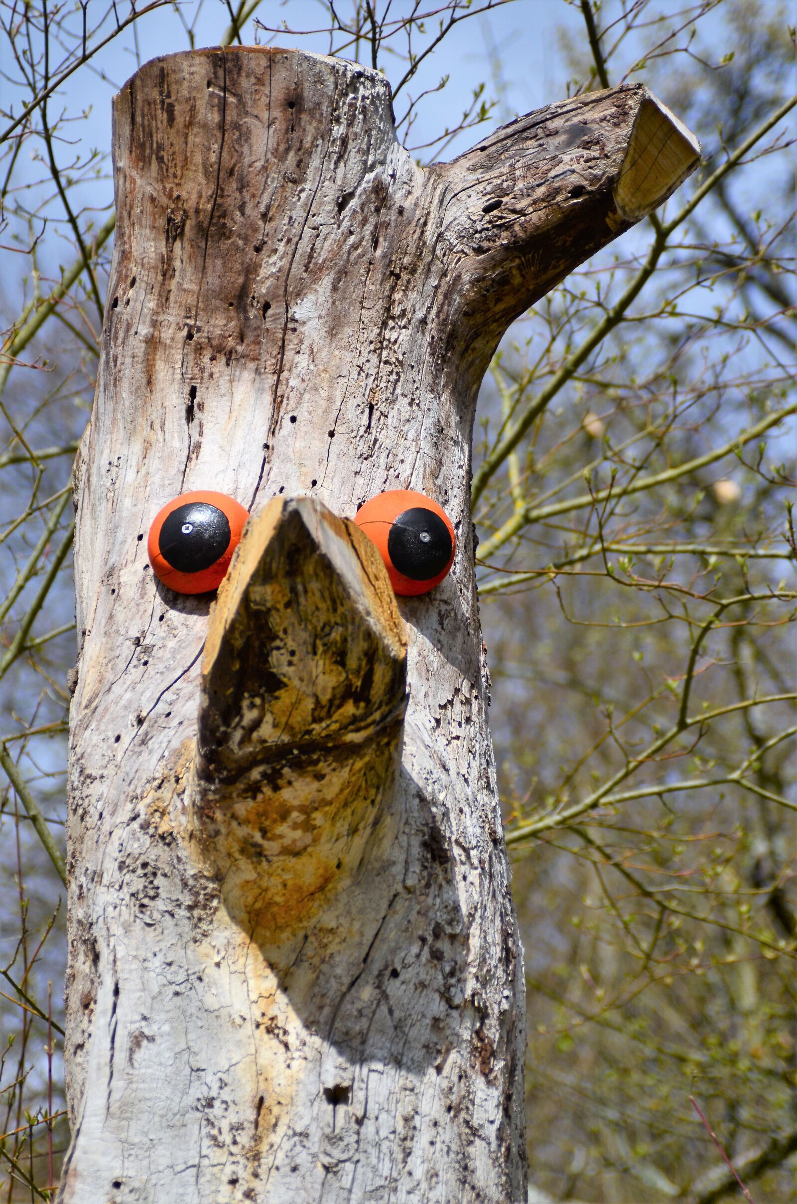 Nikon D7000 sample photo. Bird, tribe, dead wood photography